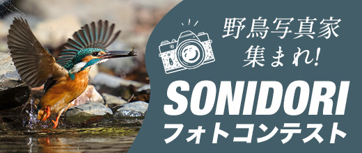 Amazon | SONIDORI ソニドリ ピント調整不要 フリーフォーカス